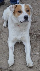 Labradinger Dogs for adoption in Livonia, MI, USA