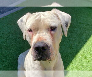 Argentinian Mastiff-Unknown Mix Dogs for adoption in Moreno Valley, CA, USA