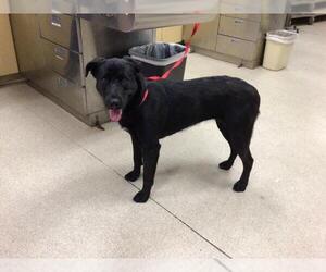Labrador Retriever-Unknown Mix Dogs for adoption in Riverside, CA, USA