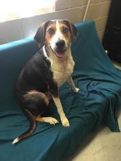 Treeing Walker Coonhound Dogs for adoption in Washougal, WA, USA