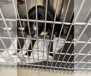 Mutt Dogs for adoption in Oklahoma City, OK, USA