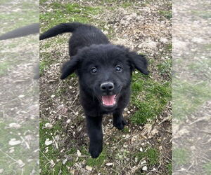 Labrador Retriever-Unknown Mix Dogs for adoption in Aurora, IN, USA