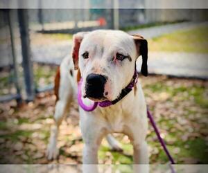 American Pit Bull Terrier-Unknown Mix Dogs for adoption in Orlando, FL, USA