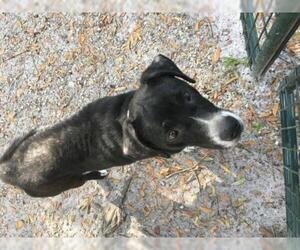 Borador Dogs for adoption in CRESCENT CITY, FL, USA