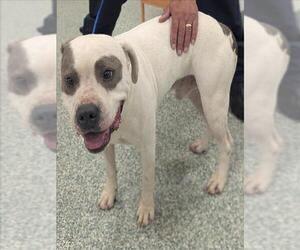 American Pit Bull Terrier Dogs for adoption in Salisbury, NC, USA