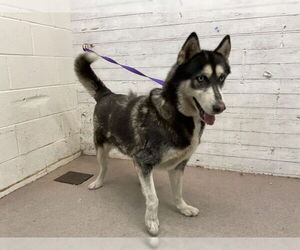 Siberian Husky Dogs for adoption in San Bernardino, CA, USA