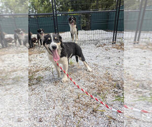 Australian Shepherd Dogs for adoption in Brewster, NY, USA