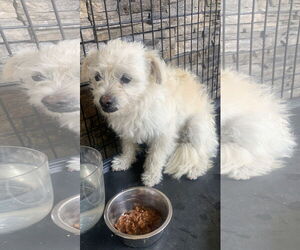 Mal-Shi Dogs for adoption in Santa Clarita, CA, USA