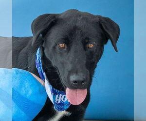 Labrador Retriever-Unknown Mix Dogs for adoption in Pasadena, CA, USA