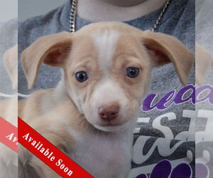 Chiweenie Dogs for adoption in Huntley, IL, USA