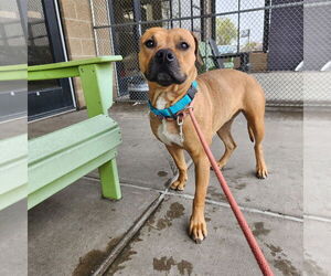 Black Mouth Cur-Unknown Mix Dogs for adoption in Fort Collins, CO, USA