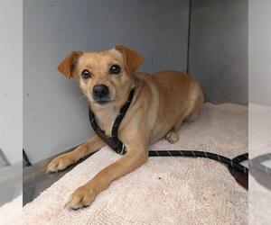 Chihuahua-Unknown Mix Dogs for adoption in Alameda, CA, USA