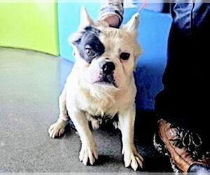 French Bulldog-Unknown Mix Dogs for adoption in Houston, TX, USA