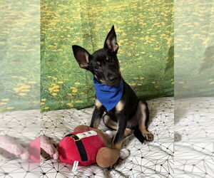 German Shepherd Dog-Unknown Mix Dogs for adoption in San Leon, TX, USA