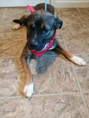 Mutt Dogs for adoption in Eastman, GA, USA