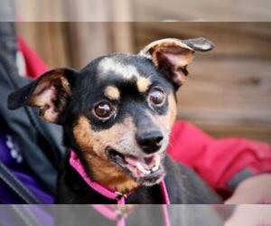 Miniature Pinscher Dogs for adoption in Millersville, MD, USA