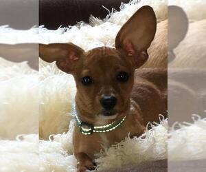 Chiweenie Dogs for adoption in Little Rock, AR, USA