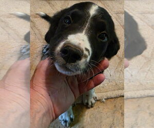 Labrador Retriever-Unknown Mix Dogs for adoption in Blairsville, GA, USA