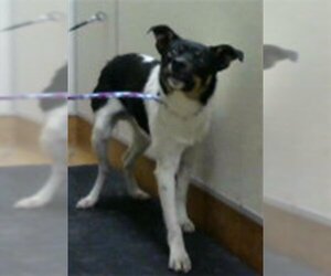 Rat Terrier-Unknown Mix Dogs for adoption in Sacramento, CA, USA