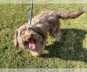 Polish Lowland Sheepdog-Unknown Mix Dogs for adoption in Grand Prairie, TX, USA