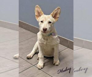 Unknown-white german shepherd Mix Dogs for adoption in Hoffman Estates, IL, USA