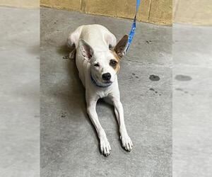 Mutt Dogs for adoption in Stockton, CA, USA