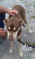 Alaskan Husky-Catahoula Leopard Dog Mix Dogs for adoption in Marion, KY, USA