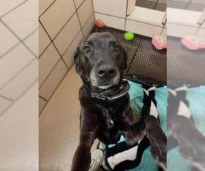 Labrador Retriever-Unknown Mix Dogs for adoption in Fort Wayne, IN, USA