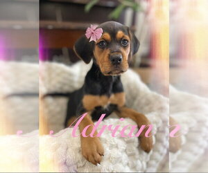 Beagle-Unknown Mix Dogs for adoption in Hillsboro, MO, USA