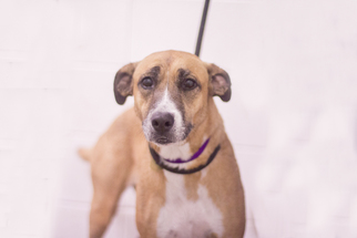 Black Mouth Cur-Unknown Mix Dogs for adoption in Mountain Home, AR, USA