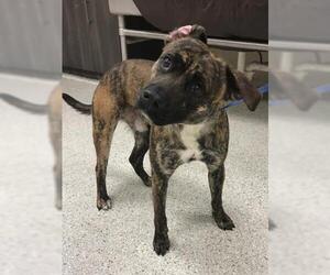 Plott Hound Dogs for adoption in Conroe, TX, USA