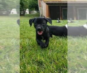 Bogle Dogs for adoption in Cincinnati, OH, USA