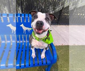 Mutt Dogs for adoption in Elk Grove, CA, USA
