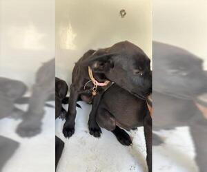 Labrador Retriever Dogs for adoption in Houston, TX, USA