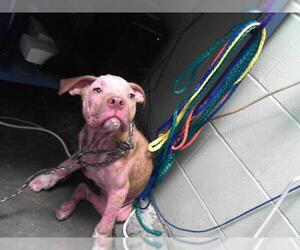 American Pit Bull Terrier-Unknown Mix Dogs for adoption in Tulsa, OK, USA