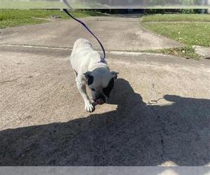 French Bulldog Dogs for adoption in Houston, TX, USA
