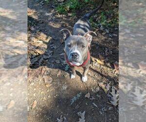 American Pit Bull Terrier Dogs for adoption in Albemarle, NC, USA