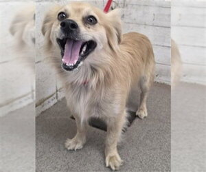 Papillon-Unknown Mix Dogs for adoption in San Bernardino, CA, USA