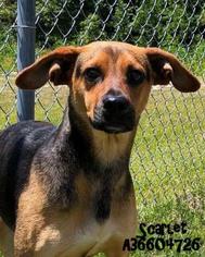 Doxle Dogs for adoption in Gulfport, MS, USA