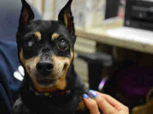 Miniature Pinscher Dogs for adoption in Decatur, IL, USA