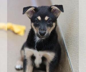Australian Kelpie Dogs for adoption in Kanab, UT, USA