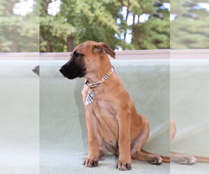 Black Mouth Cur-Unknown Mix Dogs for adoption in Rockaway, NJ, USA