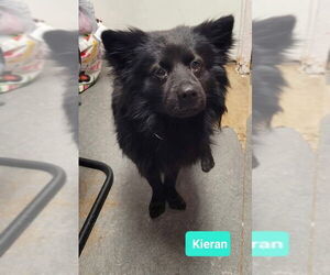 Schipperke Dogs for adoption in Richmond, IN, USA