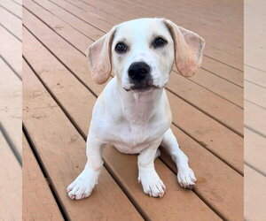 Bassetdor Dogs for adoption in New Oxford , PA, USA