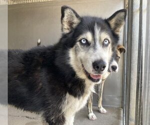 Siberian Husky Dogs for adoption in San Bernardino, CA, USA