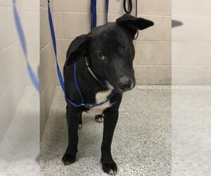 Labrador Retriever-Unknown Mix Dogs for adoption in Conroe, TX, USA