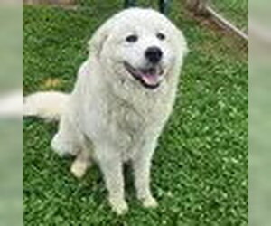 Golden Pyrenees Dogs for adoption in Bristol, CT, USA