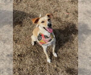 Unknown-Whippet Mix Dogs for adoption in Chico, CA, USA