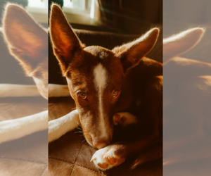 Border Collie-Unknown Mix Dogs for adoption in Plymouth, MN, USA