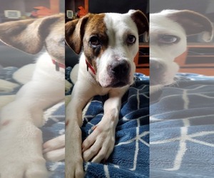 Boxer-Unknown Mix Dogs for adoption in Woodbury, NY, USA